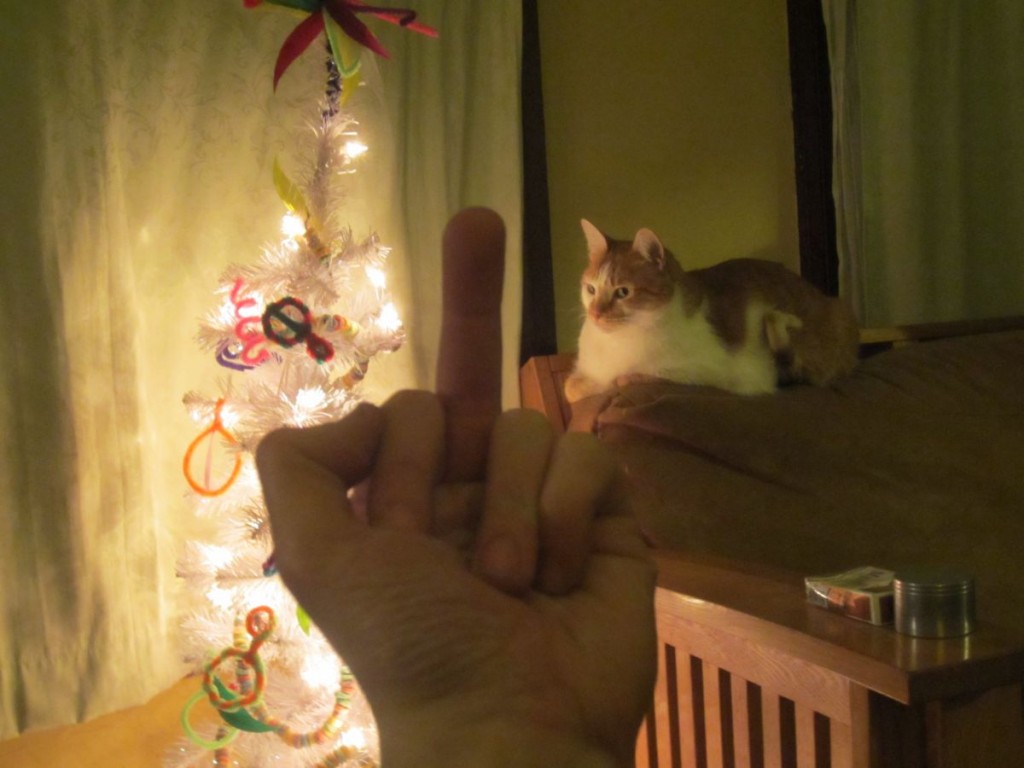 Middle Finger Cat